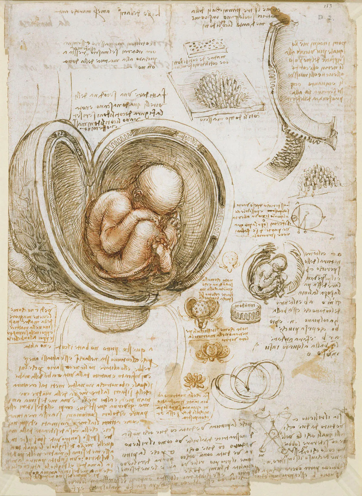 Leonardo da Vinci, Studies of the Fetus in the Womb, c. 1511